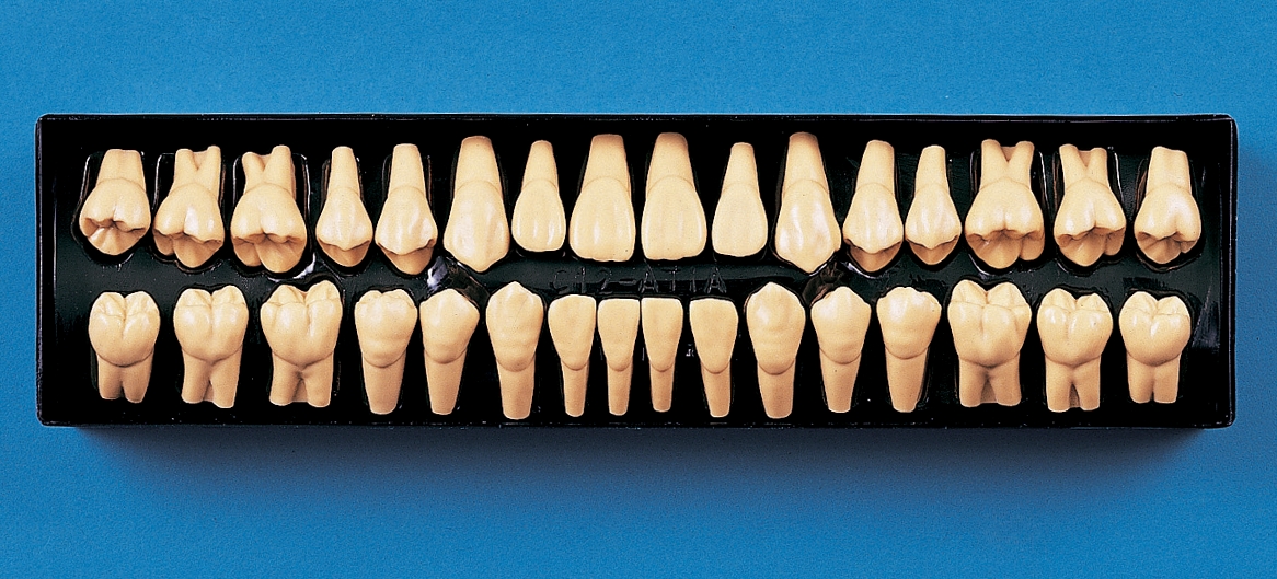 2X Size Tooth Model (C12-AT.1A)