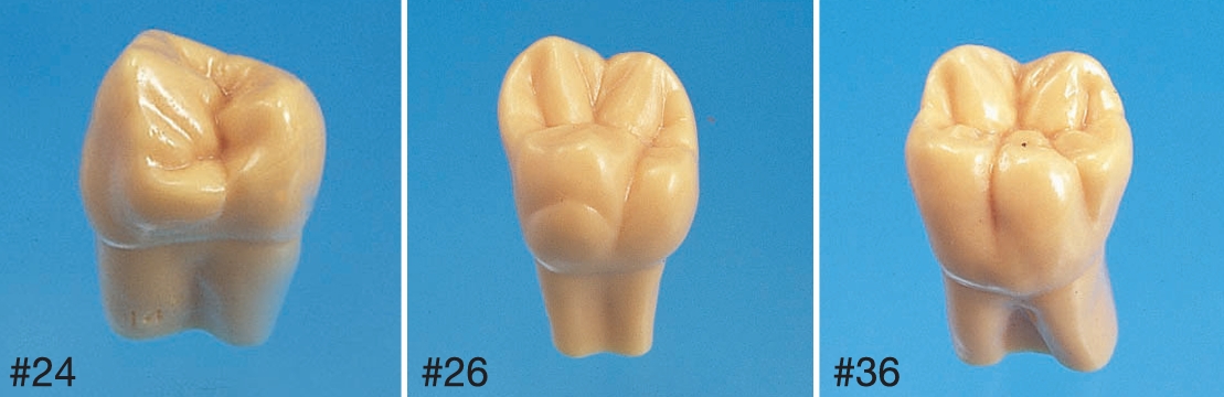 2X Size Tooth Model (C12-AT.1A) - Image 2