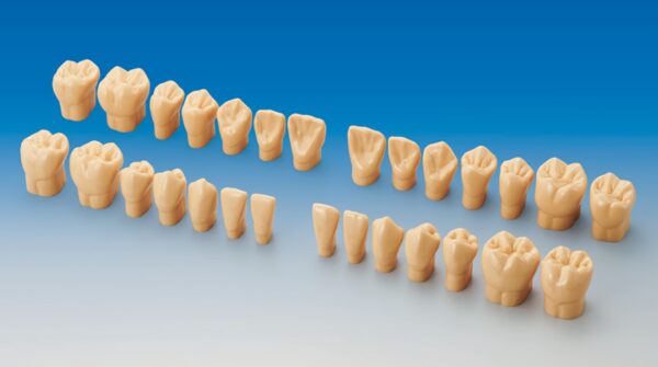 4X Size Resin Tooth Model (C3-304) – Dental Nexus