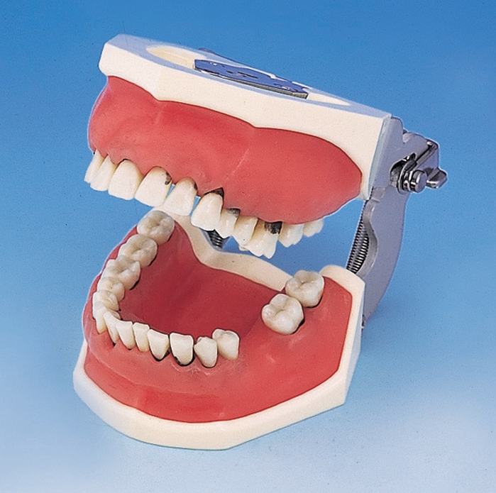 PER1001-UL-SP-FEM-32