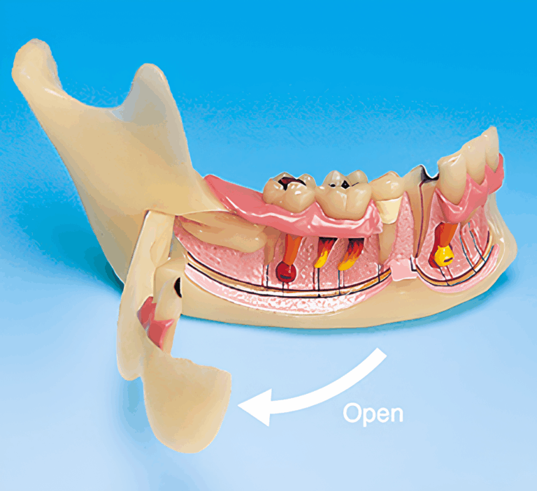 MANDIBULAR STUDY MODEL [PE-TDS008] – Dental Nexus